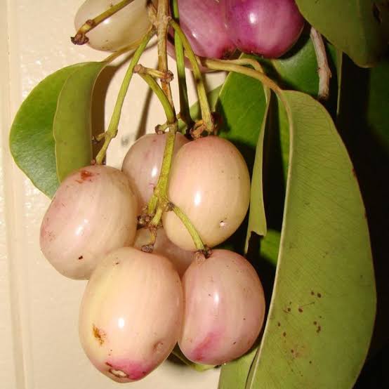 Traditional Orchard