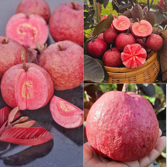 Exotic Fruit Plants