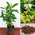 All Spice Plant – Sarva sugandhi