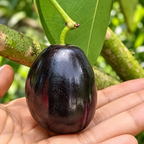 Thai Kg 10 Jamun - Grafted Plant