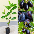 Thai Kg 10 Jamun - Grafted Plant