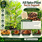 All Spice Plant – Sarva sugandhi
