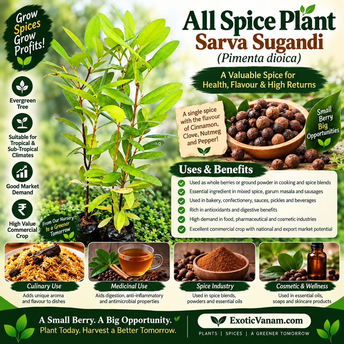 All Spice Plant – Sarva sugandhi