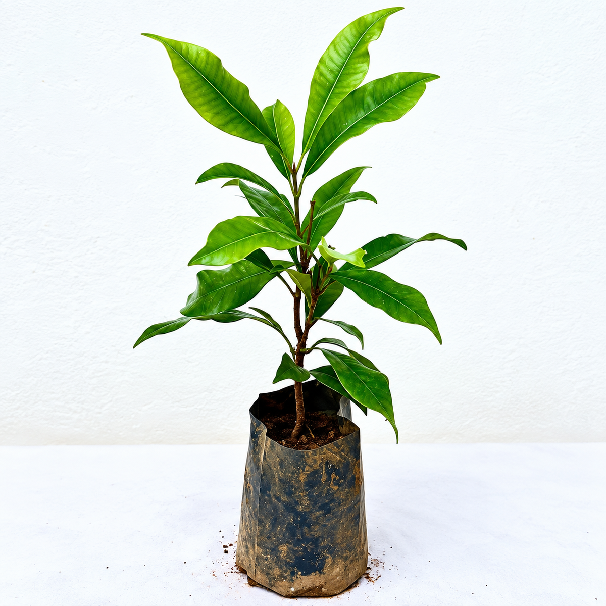 Zanzibar Lavang Plant (Zanzibar Clove)