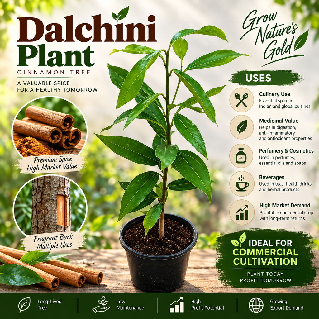 Dalchini Plant (Cinnamon)