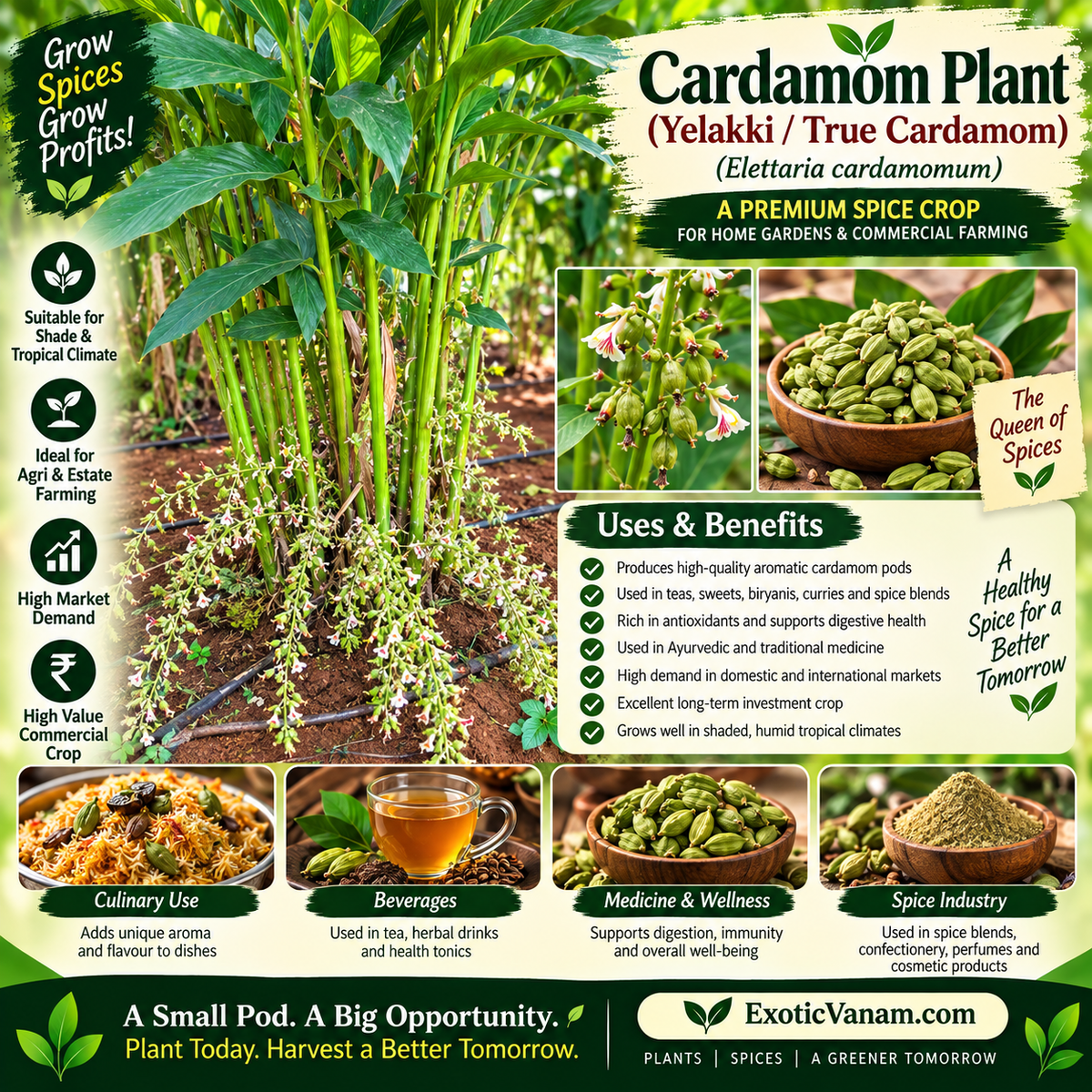 Cardamom Plant – Nellani Gold