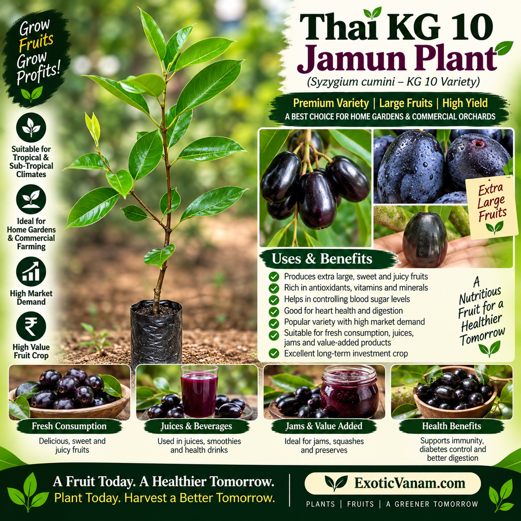 Thai Kg 10 Jamun - Grafted Plant