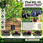 Thai Kg 10 Jamun - Grafted Plant