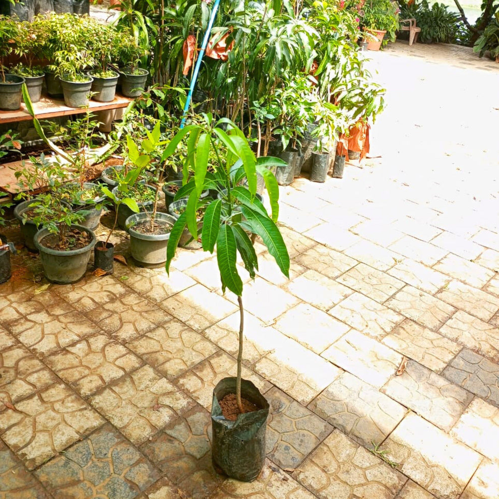 Premium Japanese Miyazaki Mango - Grafted Live Plant