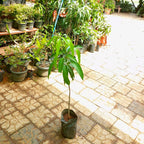 Premium Japanese Miyazaki Mango - Grafted Live Plant