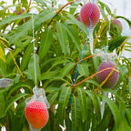 Premium Japanese Miyazaki Mango - Grafted Live Plant