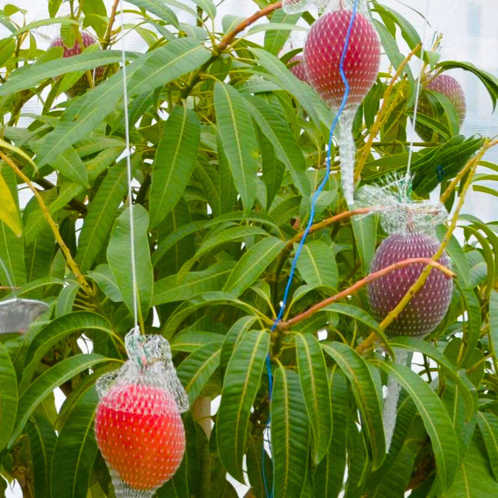 Premium Japanese Miyazaki Mango - Grafted Live Plant