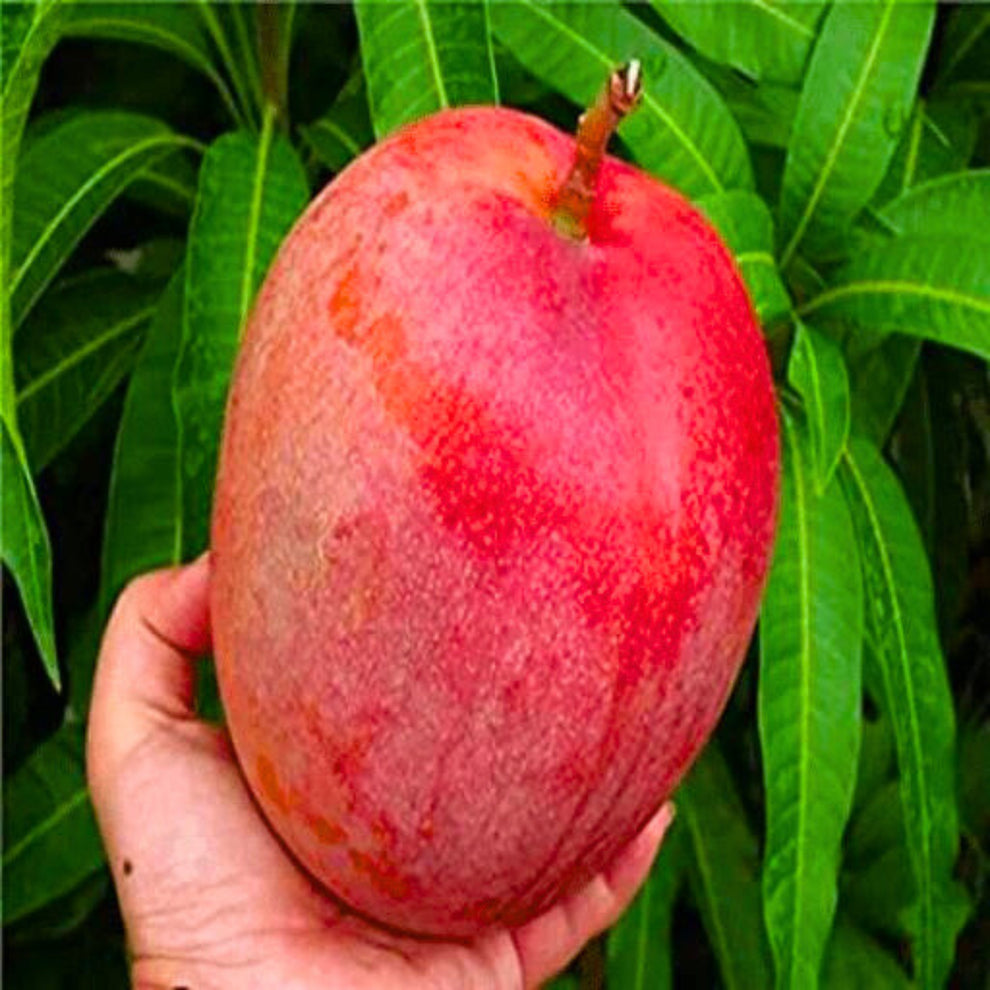 Premium Japanese Miyazaki Mango - Grafted Live Plant